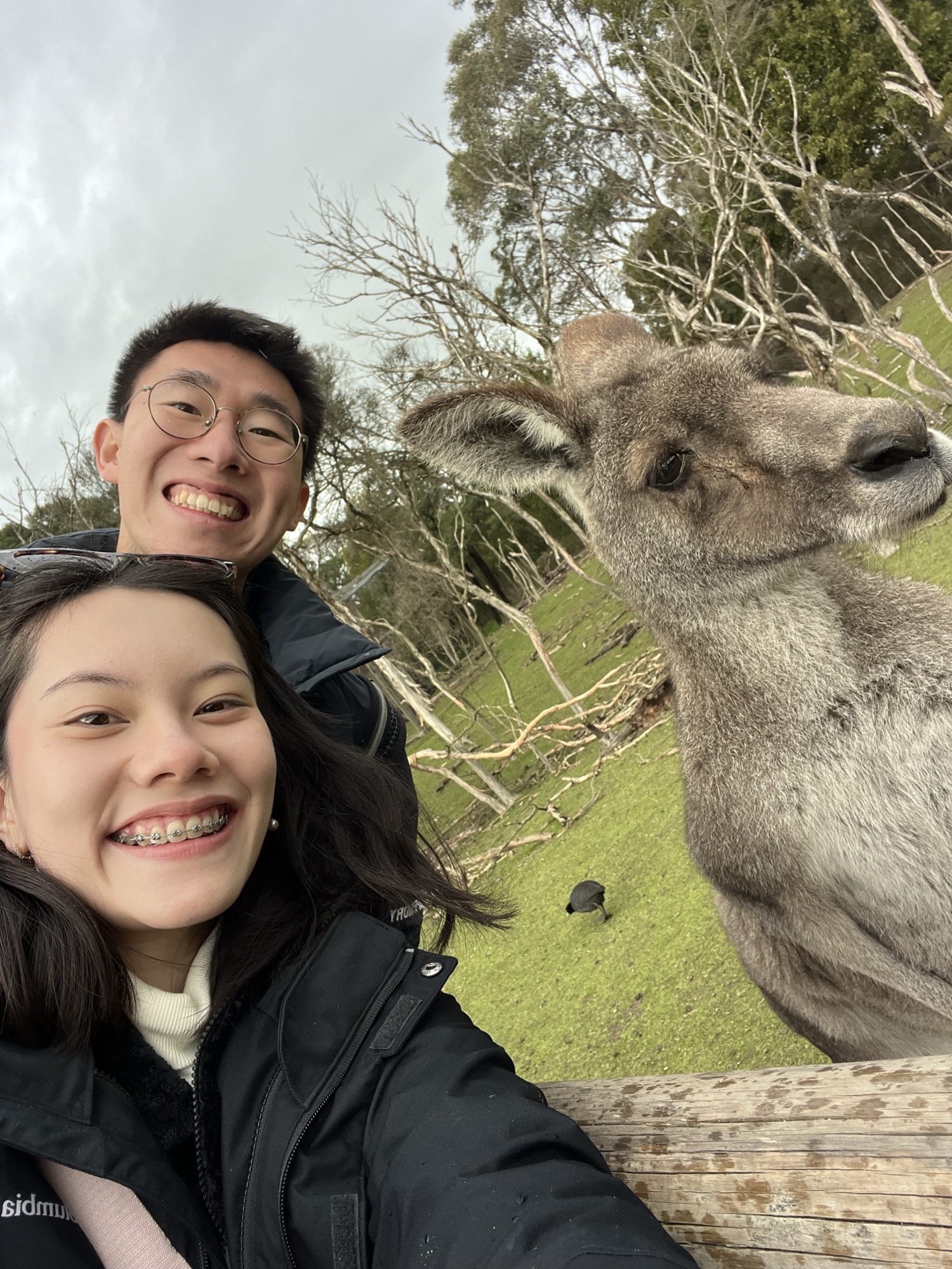 Joanne with a kangaroo in Melbourne